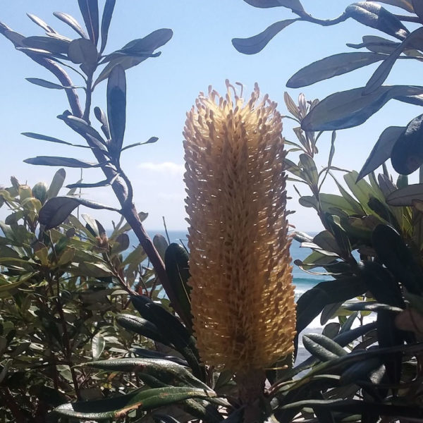 banksia
