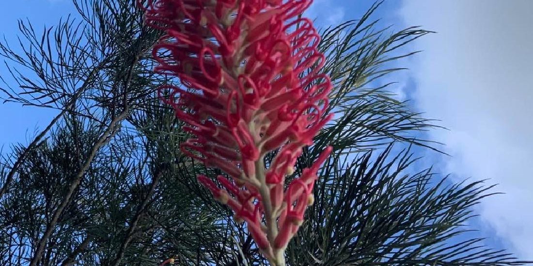 grevillea